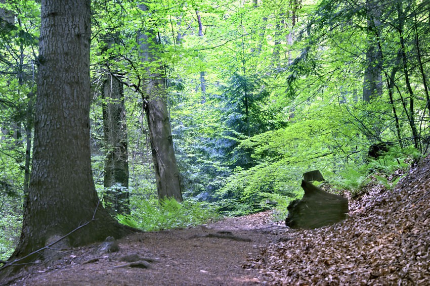 BYKOWCE - Rezerwat przyrodniczy Polanki