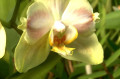 Orchideák a Botanikus kertben