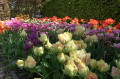 KoszalinInfo - Sobota z tysiącami kwitnących tulipanów w Ogrodach Tematycznych Hortulus w Dobrzycy